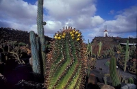 Cactus Garden_10