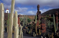 Cactus Garden Jardín del Cactus