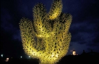 Cactus Garden_14