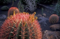 Cactus Garden Jardín del Cactus