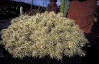 Cactus Garden Jardín del Cactus