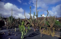 Cactus Garden Jardín del Cactus