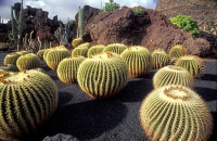 Cactus Garden Jardín del Cactus