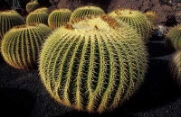 Cactus Garden Jardín del Cactus