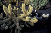 Cactus Garden_1