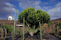 Cactus Garden Jardín del Cactus