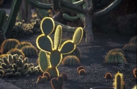 Cactus Garden_5