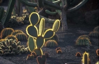 Cactus Garden Jardín del Cactus