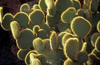 Cactus Garden Jardín del Cactus