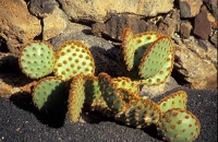 Cactus Garden Jardín del Cactus